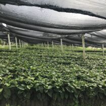 kava