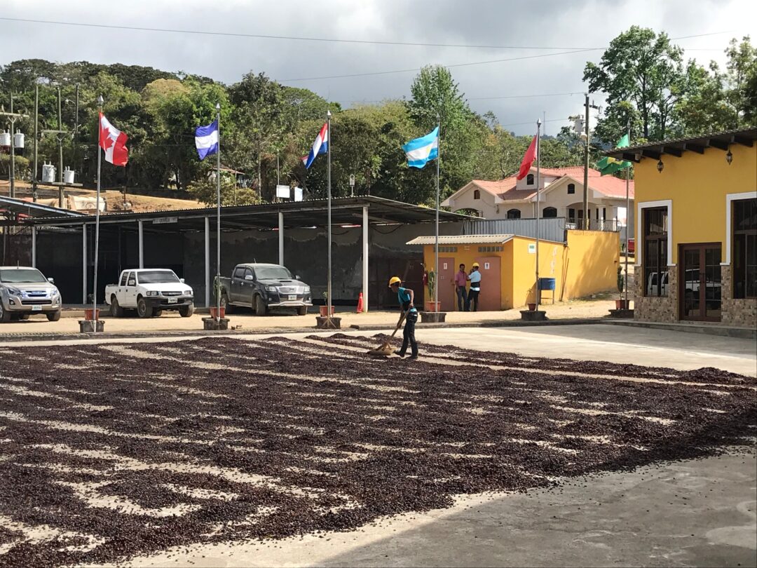 kava