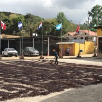 kava